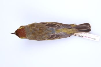 Media type: image;   Ornithology 294388 Description: Dendroica palmarum;  Aspect: dorsal